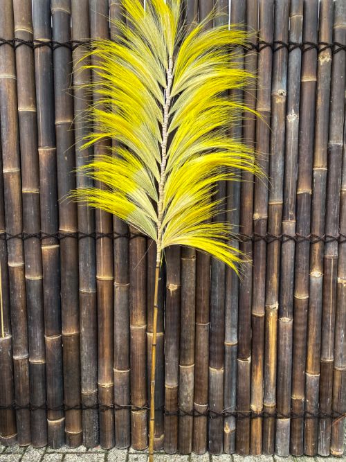 Pampas pluimen twin 220x60 cm Naturel Yellow